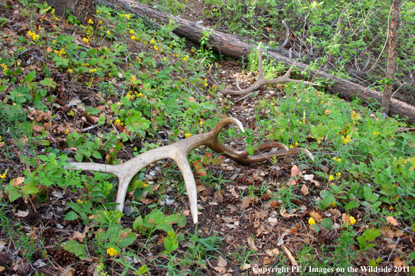 Rocky Mountain Elk sheds on trail. 