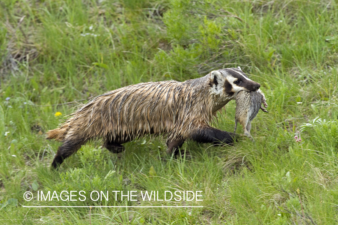 Badger with ground squirrel kill.