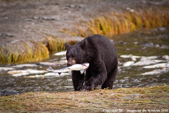 Black bear catching salmon in Alaska. 