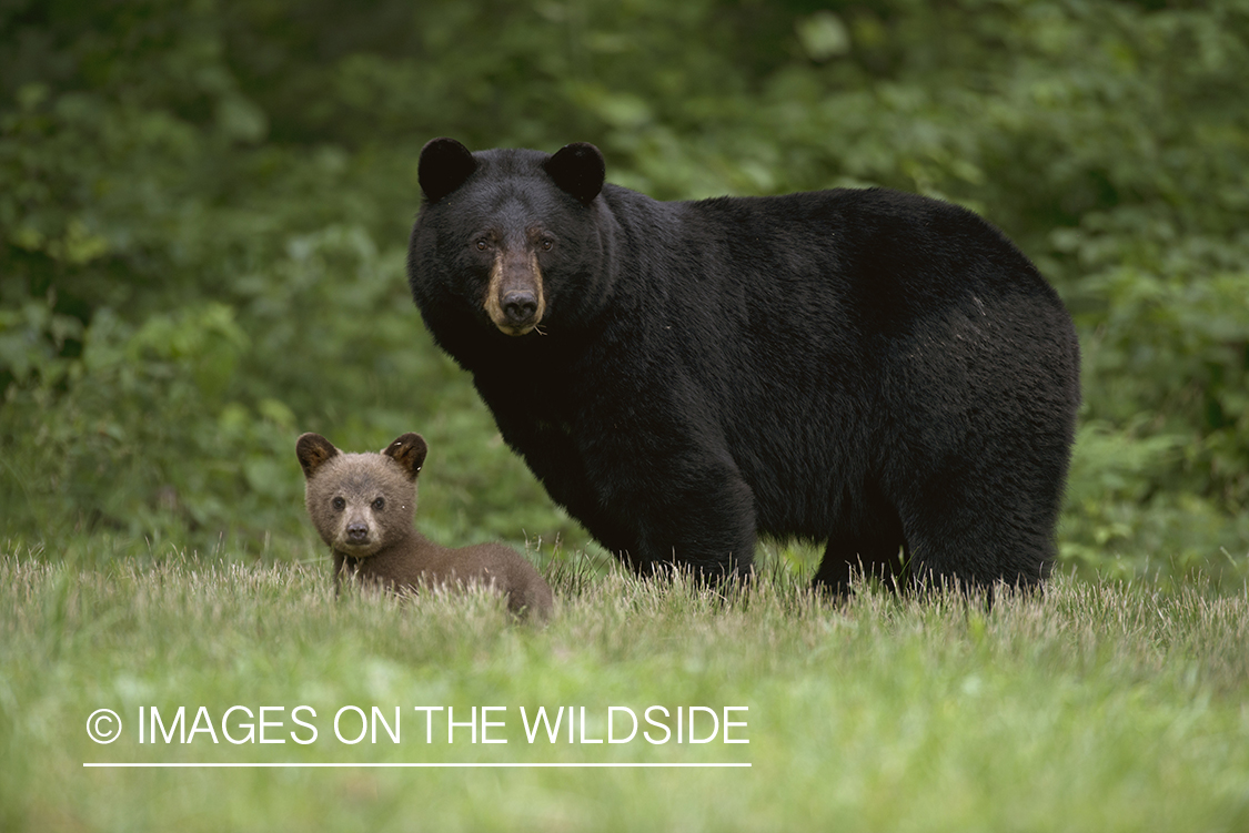 Black Bear sow with cub in habitat.