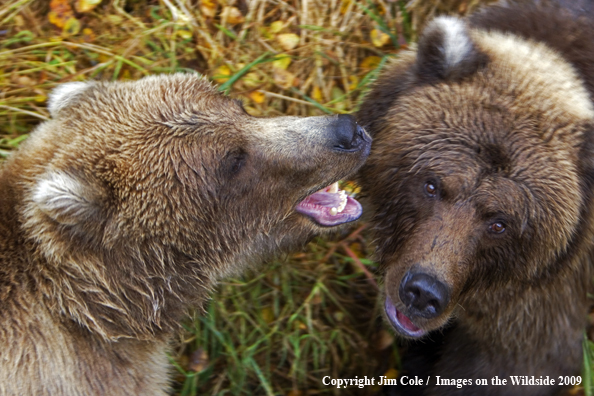 Grizzly bear in habitat