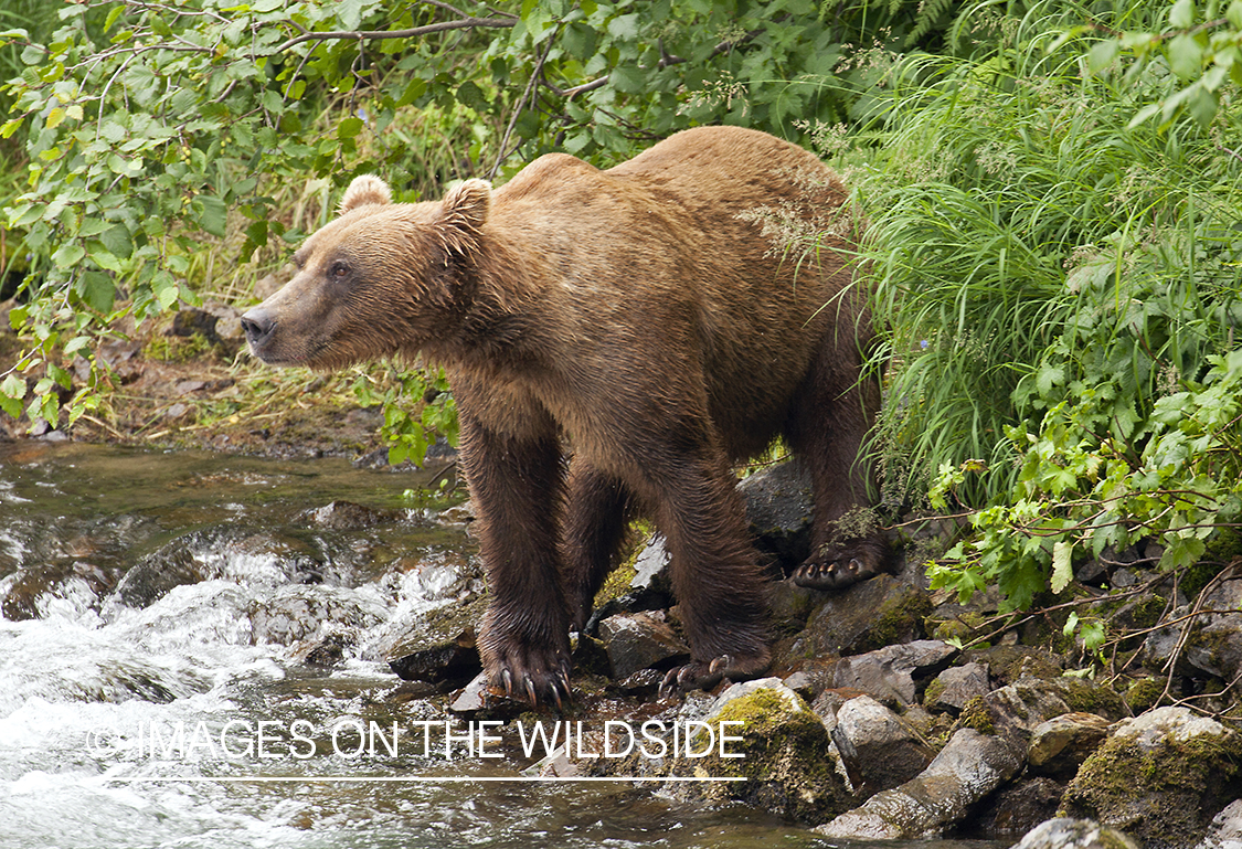 Grizzly bear next to river. 