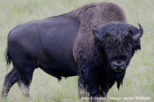 Close up of American Bison bull.