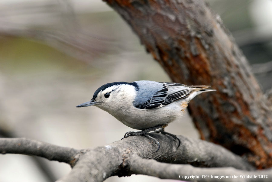 White-breasted Nuthatch in habitat.