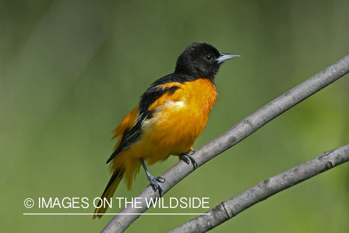 Baltimore Oriole on branch.