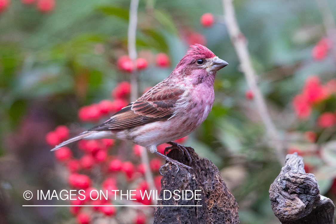 Purple Finch on branch.