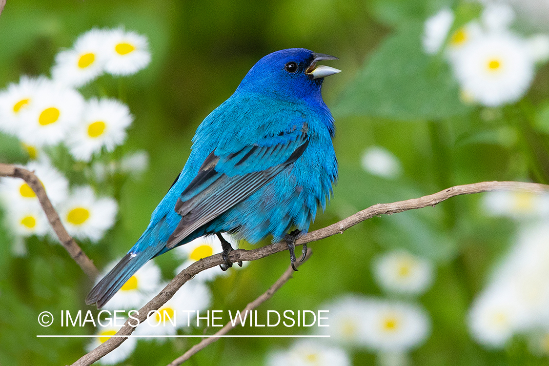 Indigo bunting on branch.