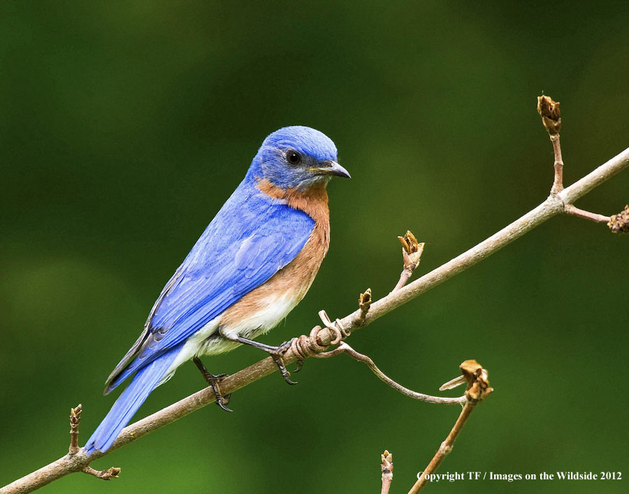 Bluebird in habitat.