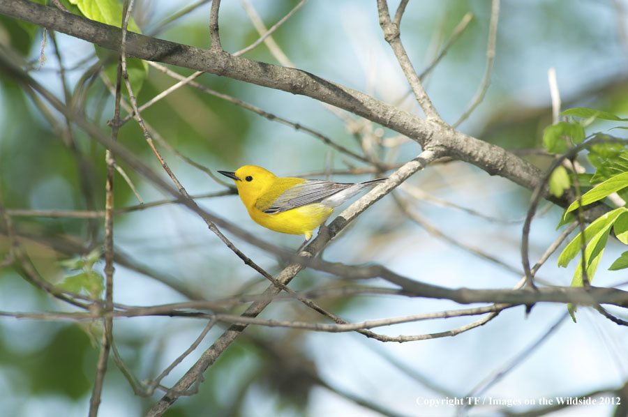 Prothonotory Warbler in habitat.