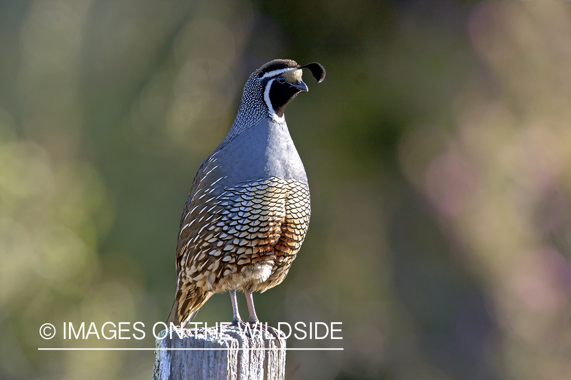 Male California (valley) quail