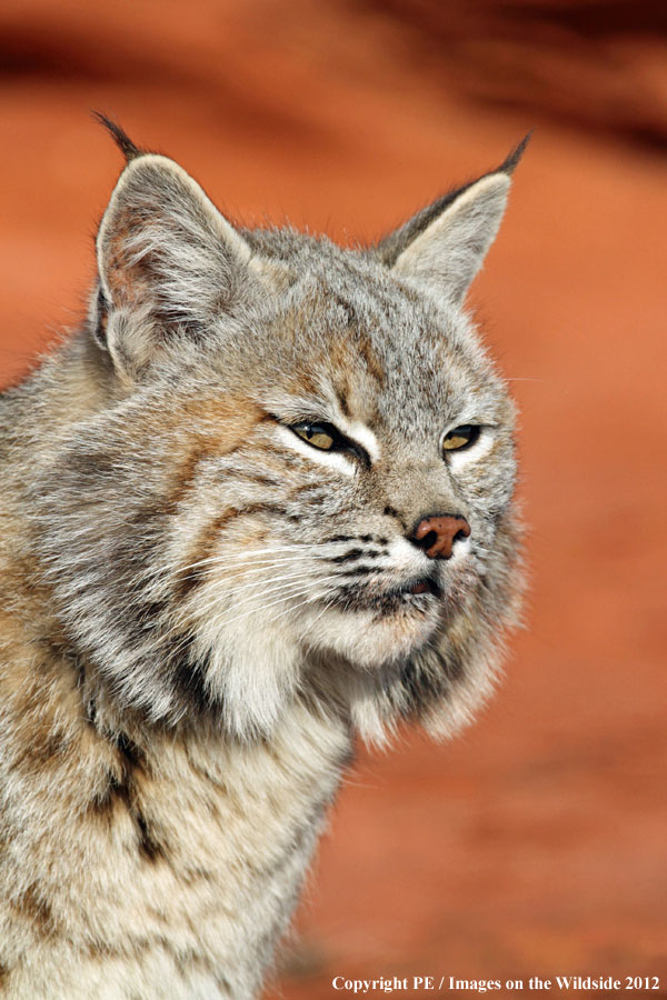 Bobcat in habitat.