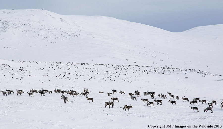 Caribou herd in habitat.