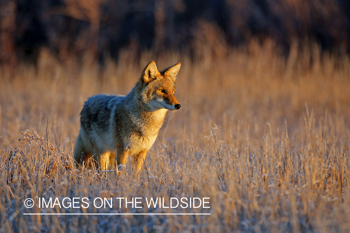 Coyote in habitat.