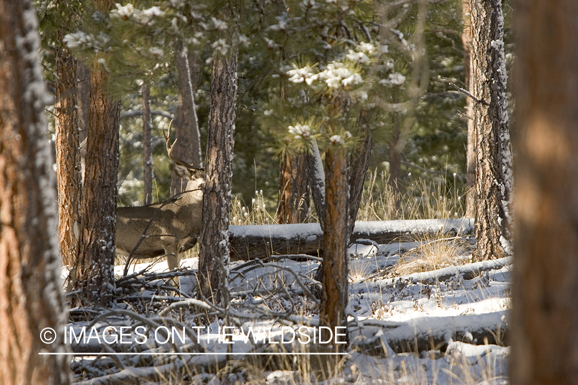 Mule deer buck in habitat.