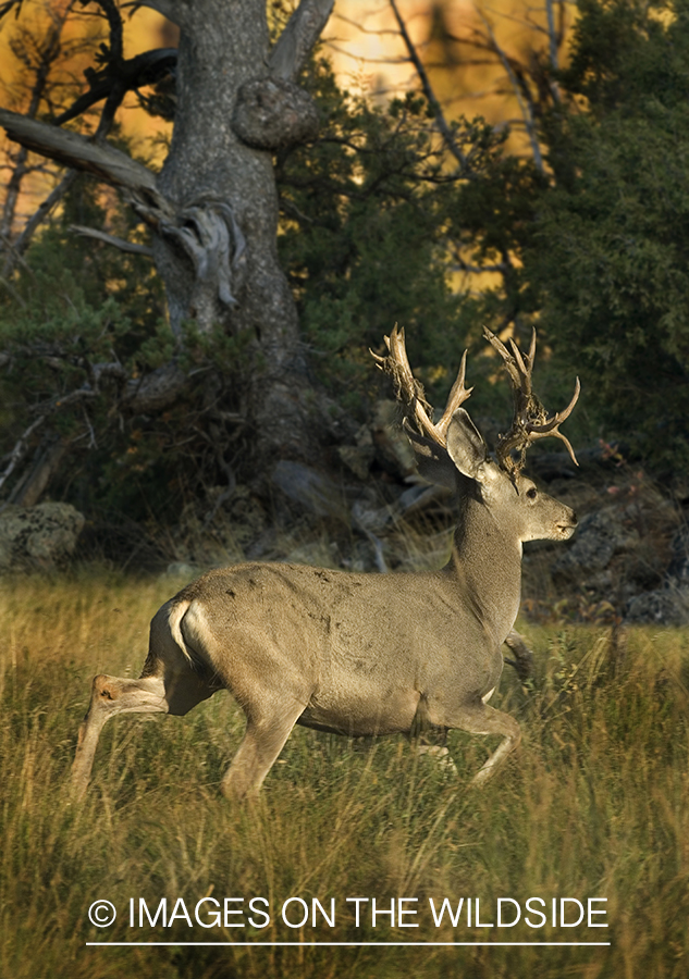 Mule deer in habitat.