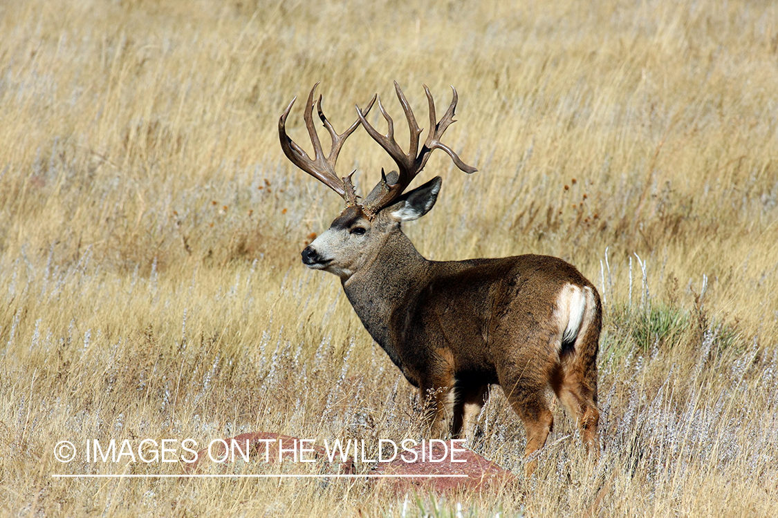 Mule deer buck in habitat. 