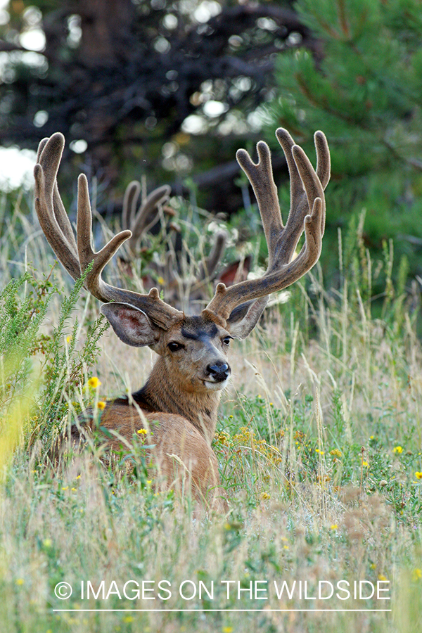 Mule deer buck in habitat. 