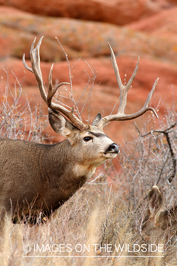 Mule deer buck in habitat. 