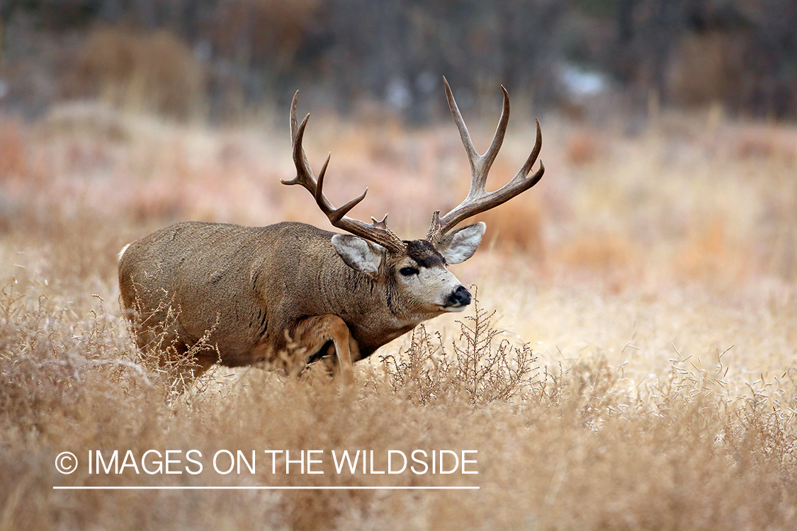 Mule deer buck in rut. 