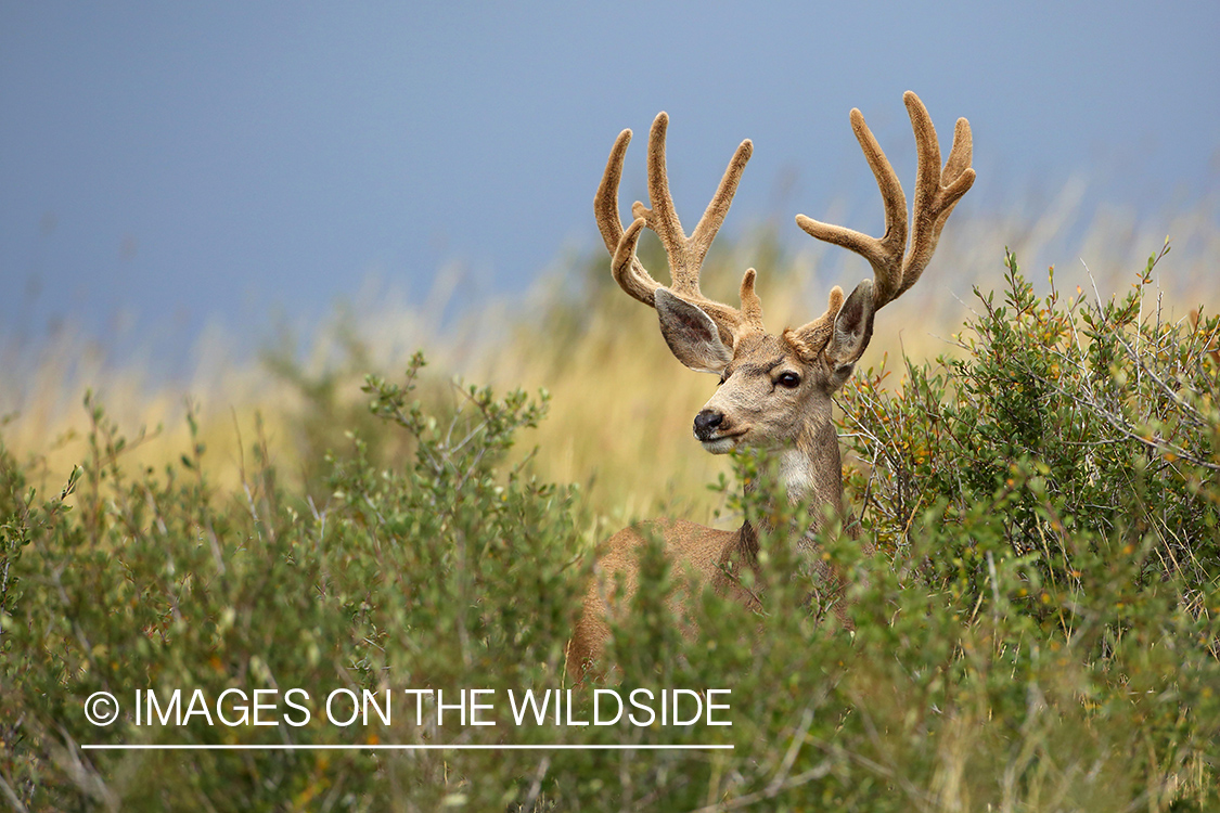 Mule deer buck in velvet.