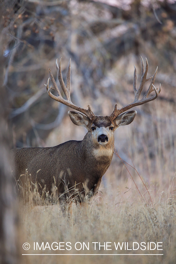 White-tailed buck in field in late fall.