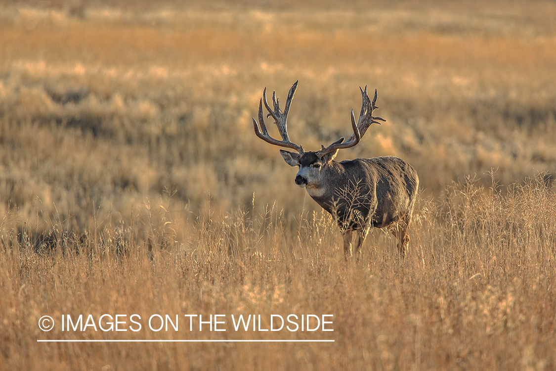 Mule deer buck in rut.