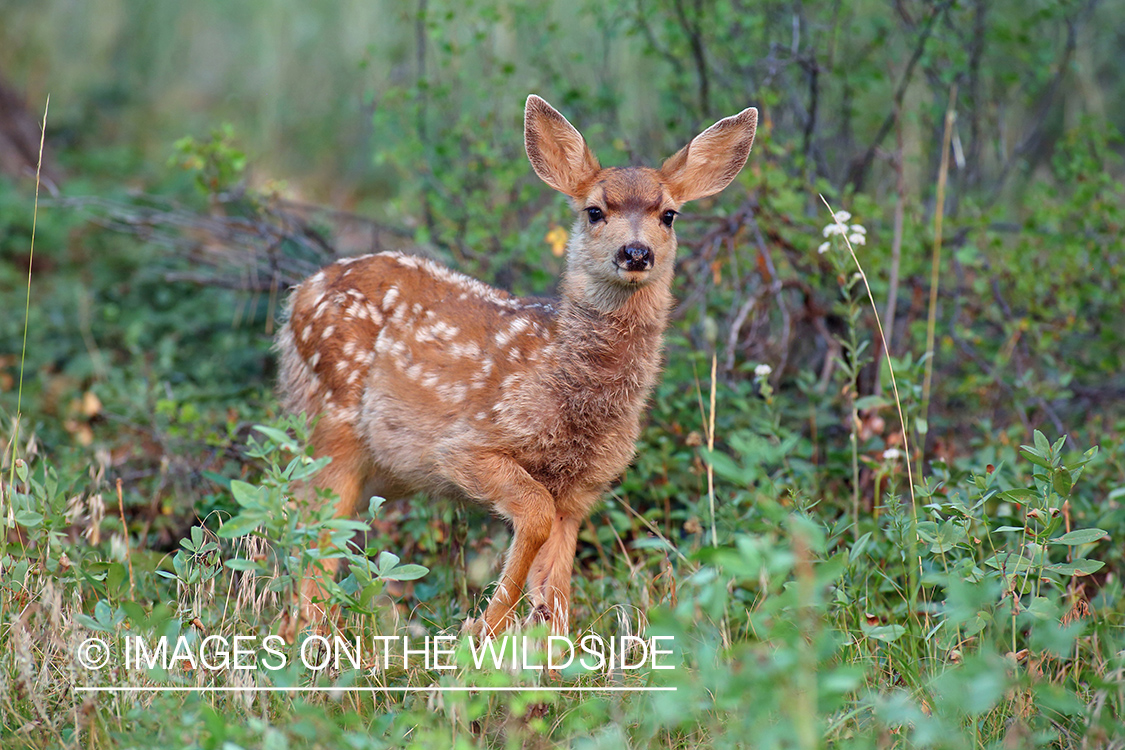 Mule fawn in mountains.