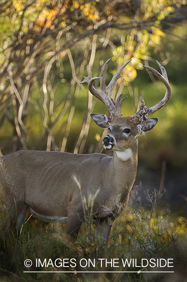 Whitetail Buck shedding velvet