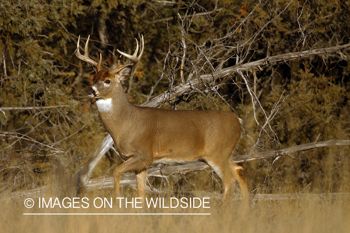 Whitetail Buck