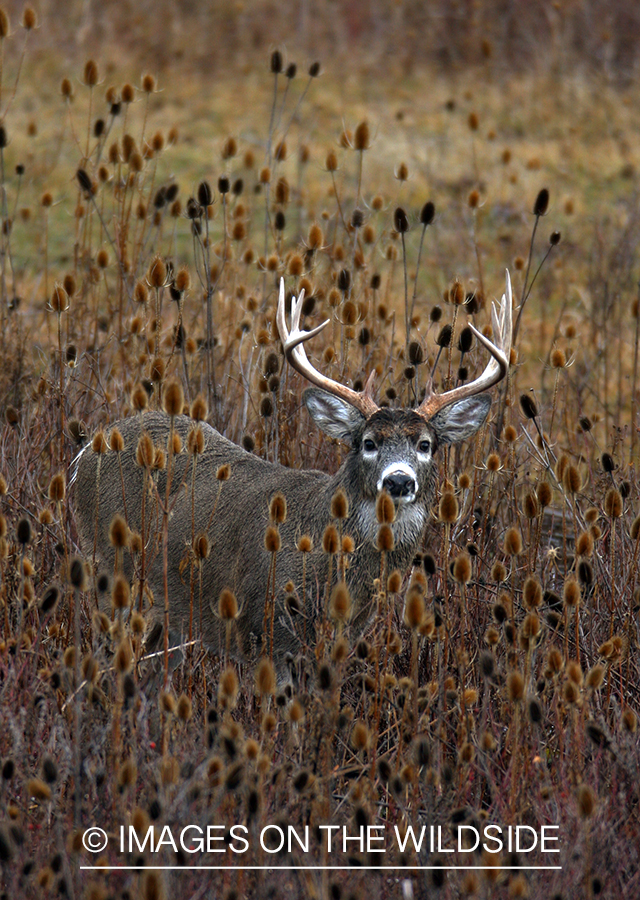 Whitetail Buck in Field