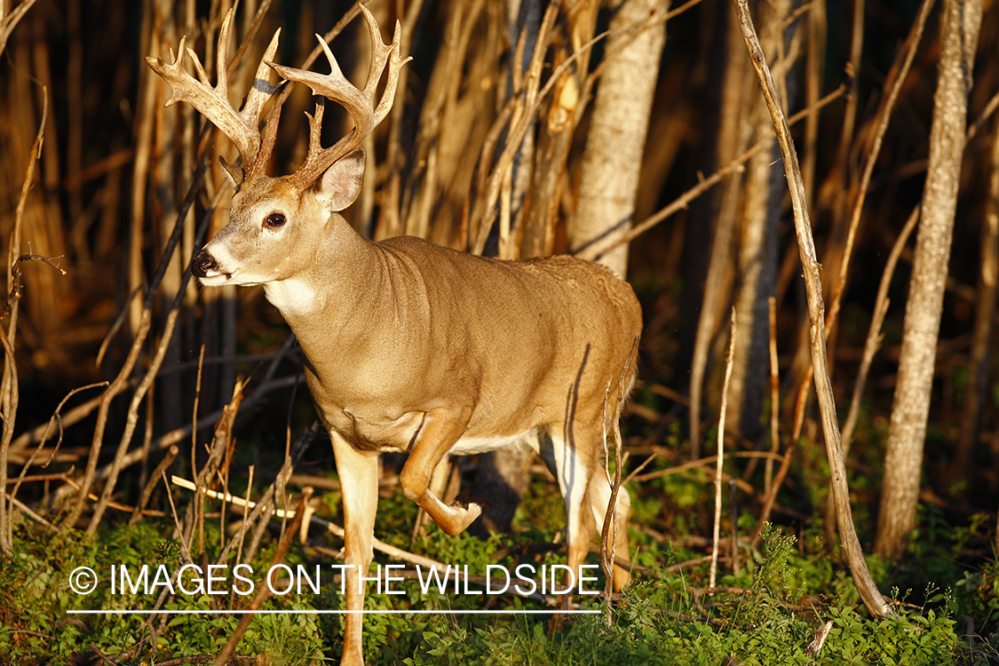 Whitetail buck in habitat