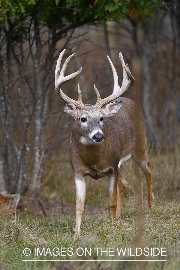 Whitetail buck in habitat