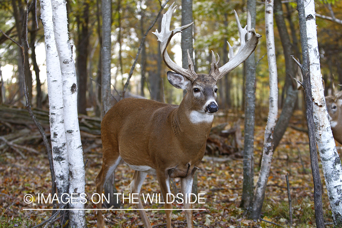 Whitetail bucks in habitat