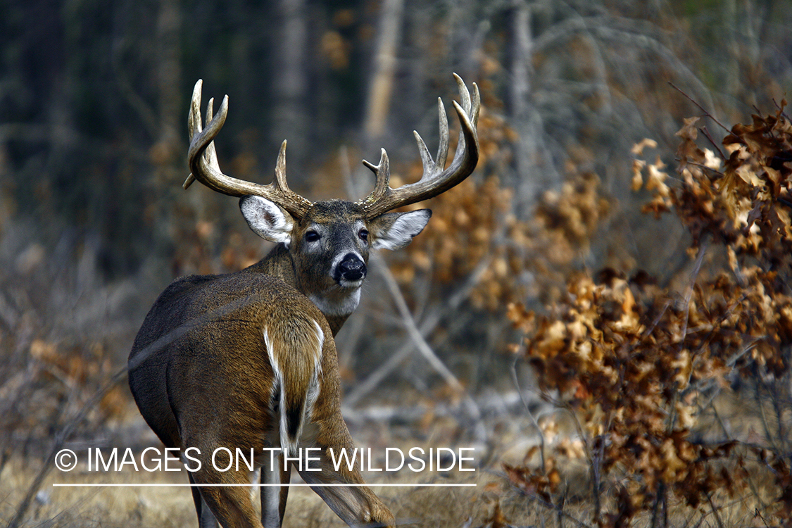 Whitetail buck in habitat.