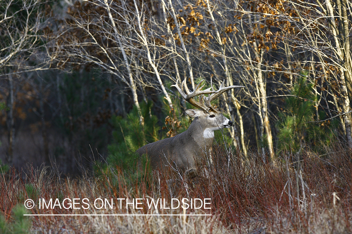 Whitetail buck in habitat.