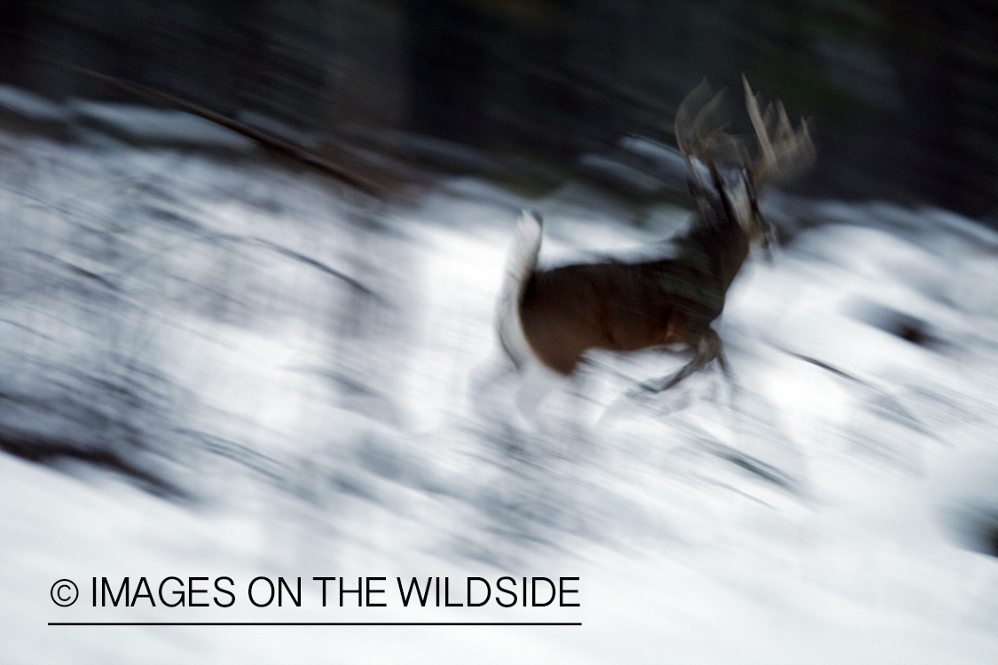 White-tailed buck in habitat.