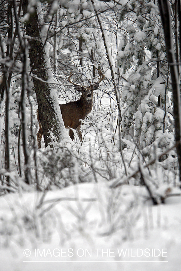 White-tailed buck in habitat.