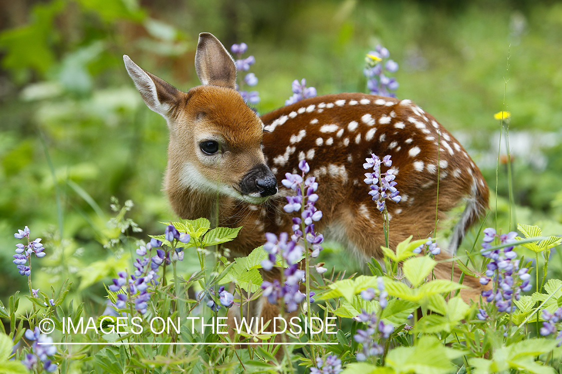 White-tailed Deer Fawns