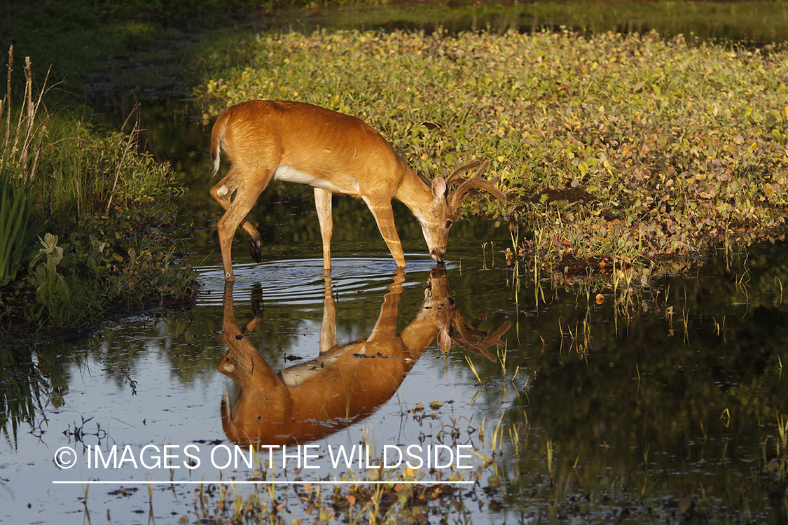 Whie-tailed deer apple creek