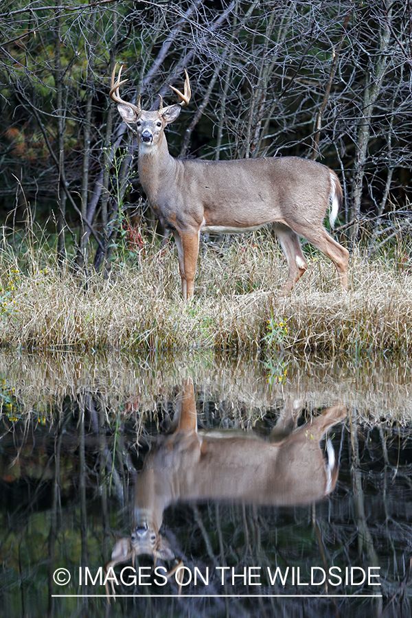 White-tailed buck in habitat