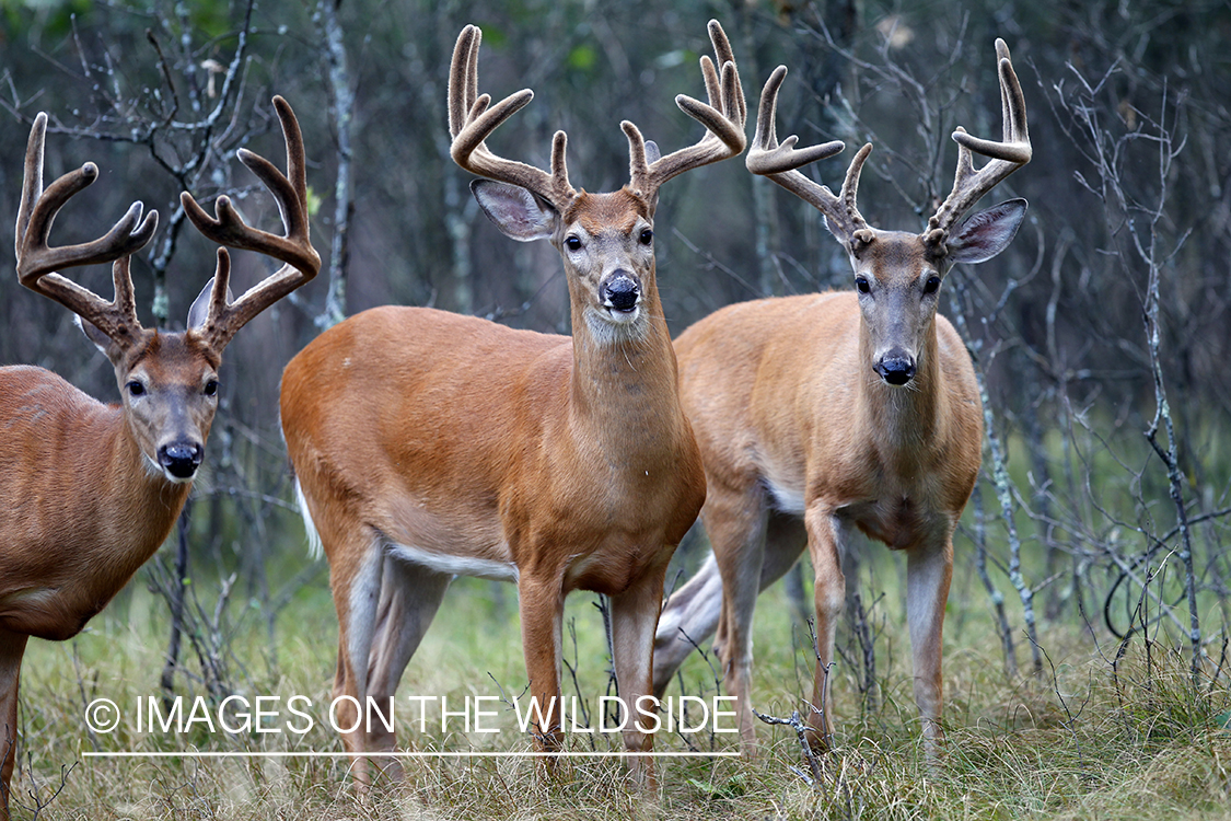 White-tailed bucks in velvet 