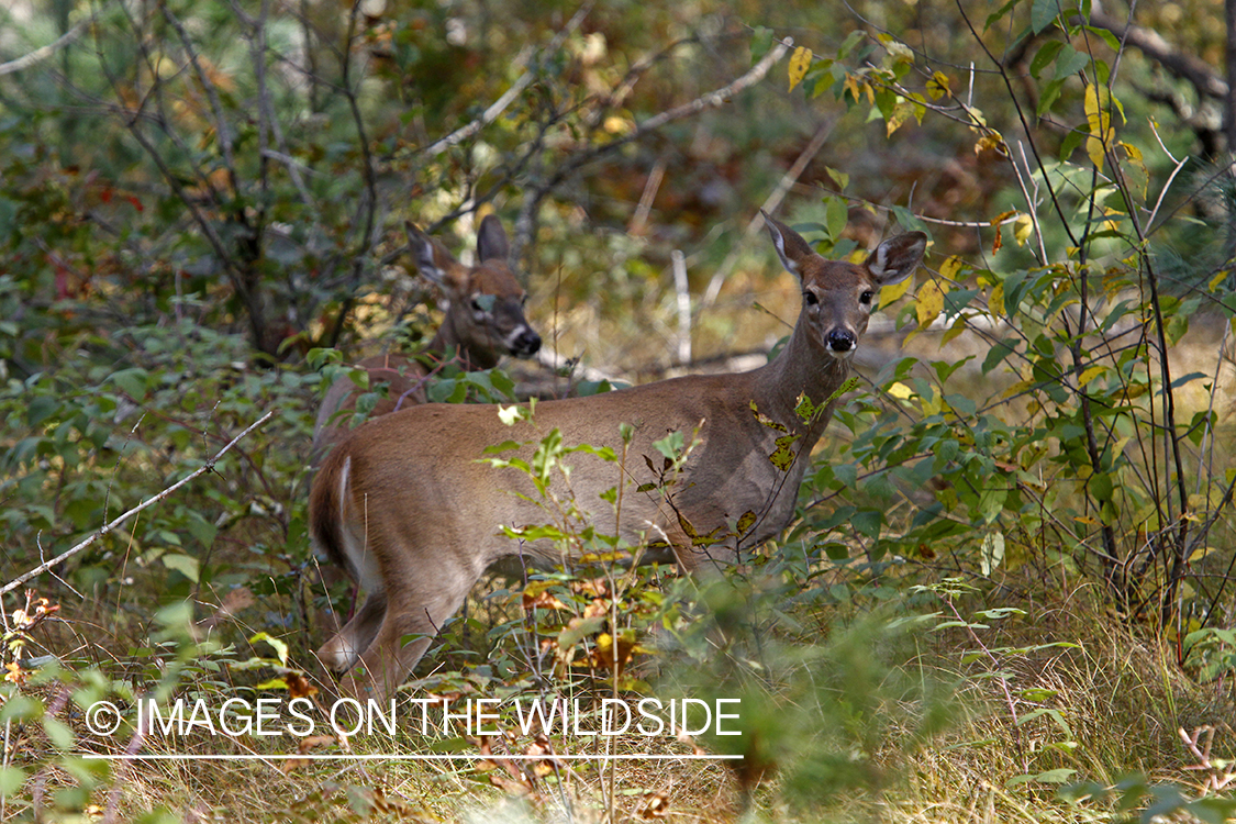 White-tailed does in habitat. *