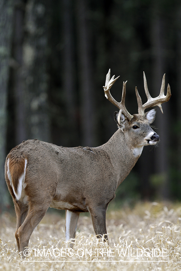 White-tailed buck in habitat. *