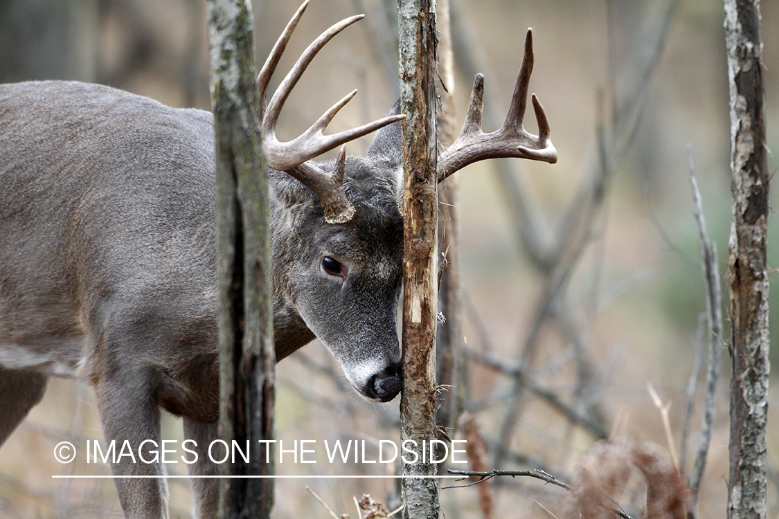 White-tailed buck rubbing tree. 