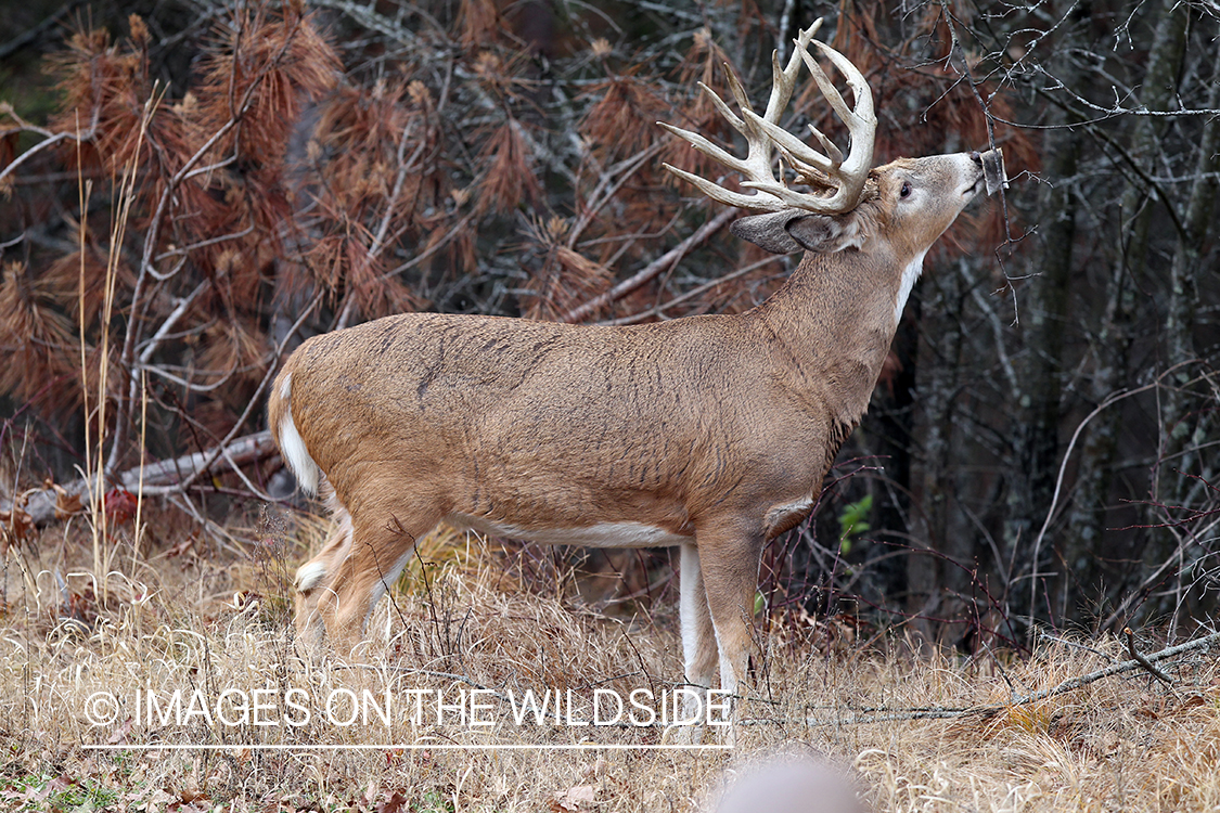 White-tailed deer investigating scent lure. 