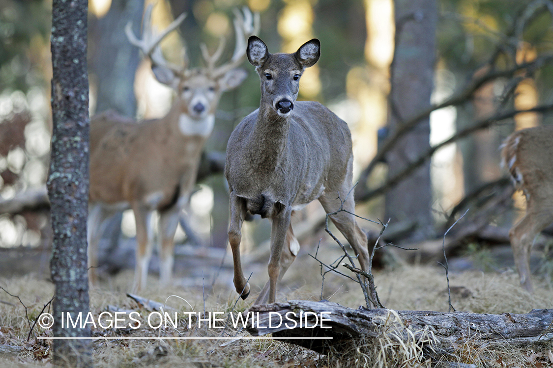 White-tailed doe and buck in habitat. *