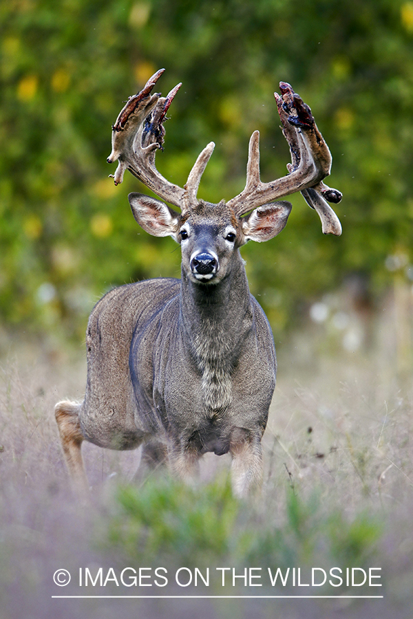 White-tailed buck in summer habitat *