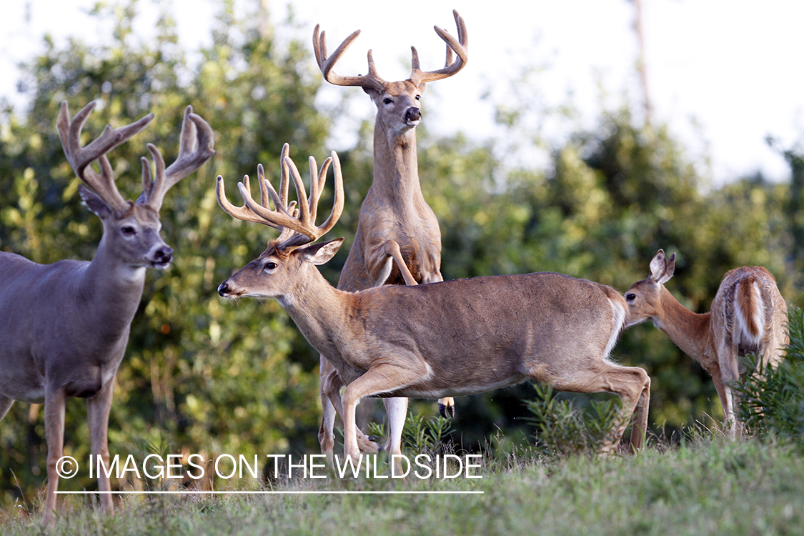 White-tailed bucks fighting. 