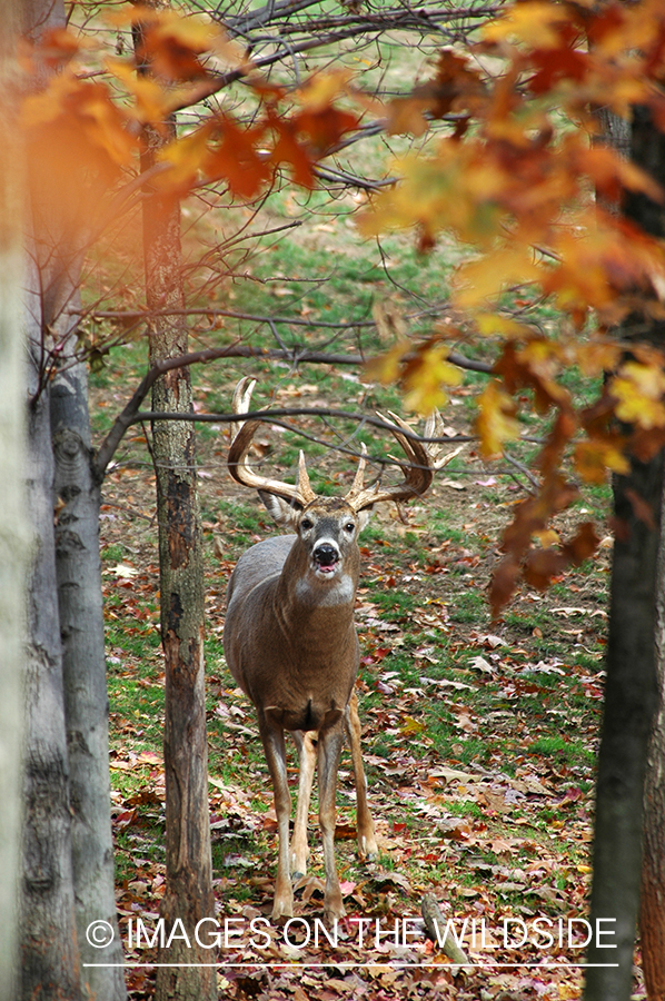 White-tailed buck in habitat. 