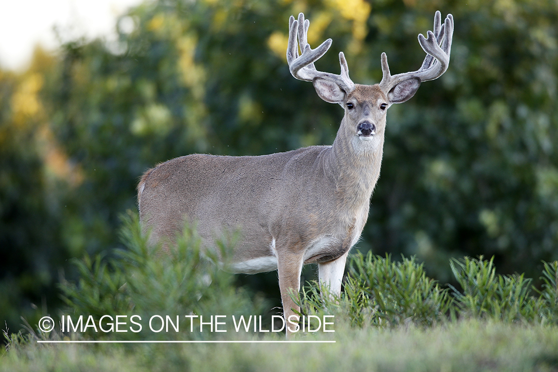 White-tailed buck in velvet.  